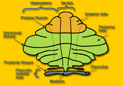 Parts of the cerebellum