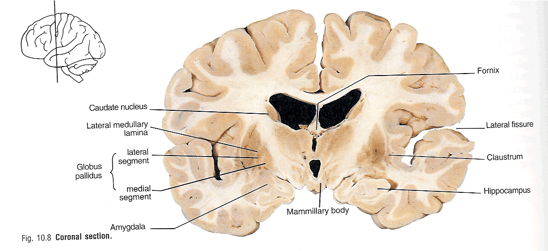 hippocampus anatomy gross hippocampus anatomy gross
