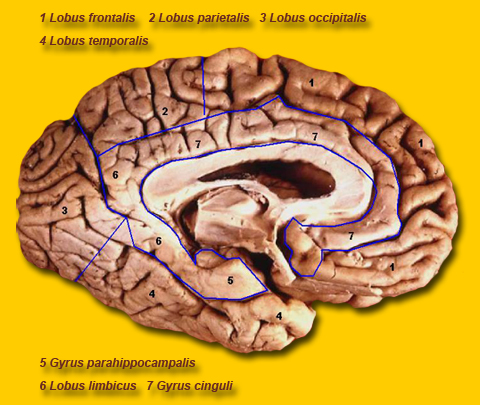 Lobes of the brain