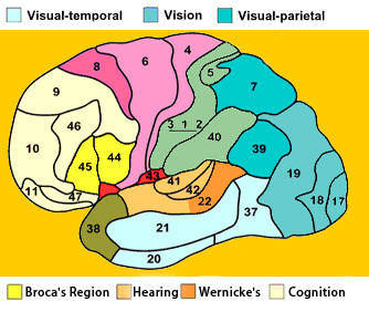 Broca and Wernicke