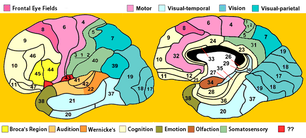 Brodmann Areas