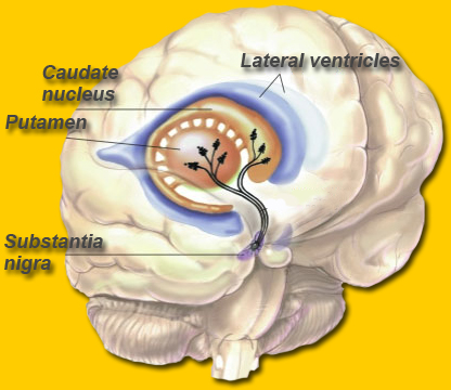 Brain Maps ::: Basal ganglia and Basal nuclei.