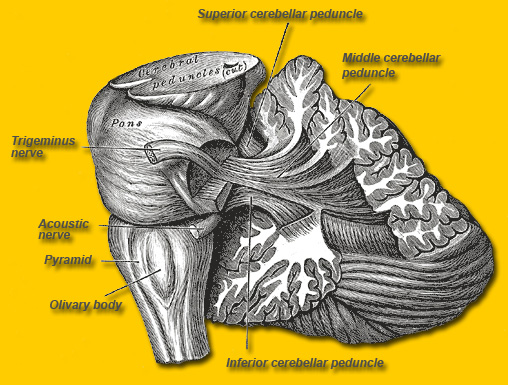 Cerebellum