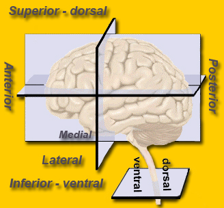 dorsal ventral posterior anterior