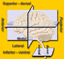 Anatomical terms of location