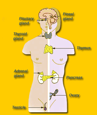 Endocrine glands