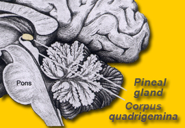 Pineal gland