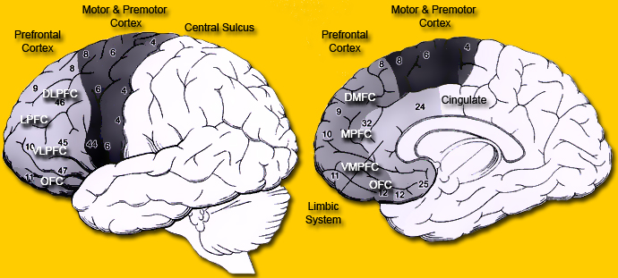 Frontal Lobes