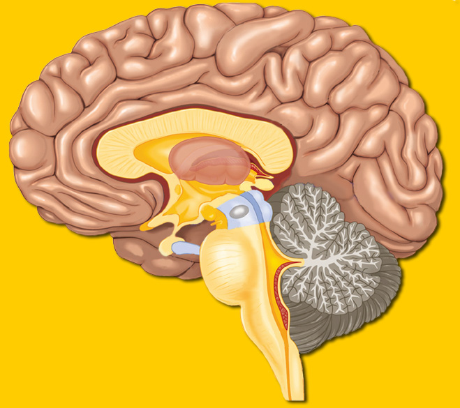 brain anatomy amygdala