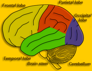 Lobes of the brain