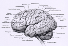 Lateral Gyri