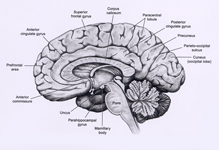 Medial Gyri