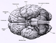 Basal Gyri