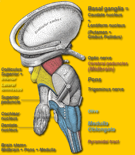 Brain stem