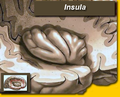 Insular lobe