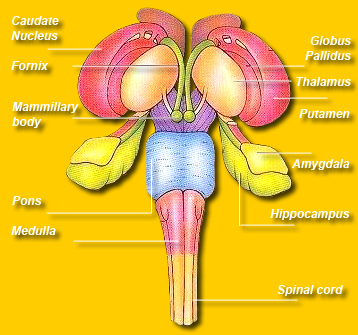 Limbic System 1