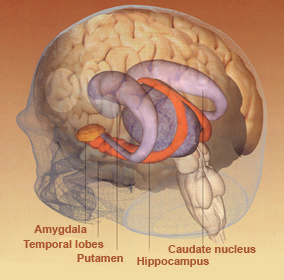 Posterior Limbic System