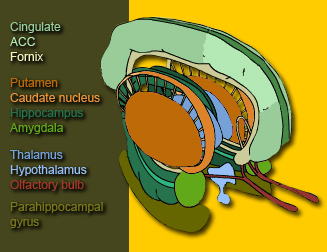 Limbic System schematic