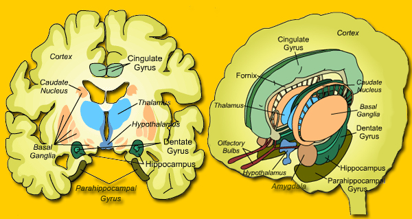 Limbic System