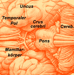 Mammillary body