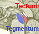 Tectum