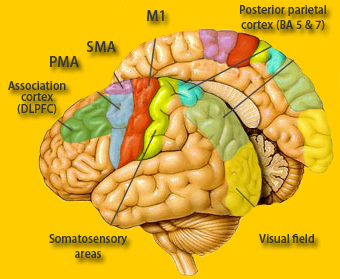 motor cortex