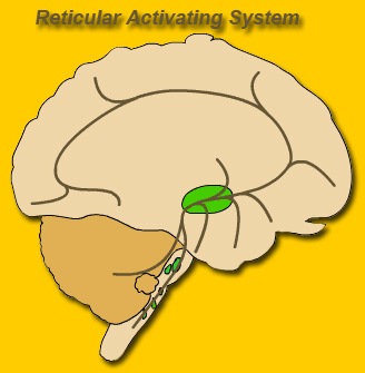 Reticular Activating System