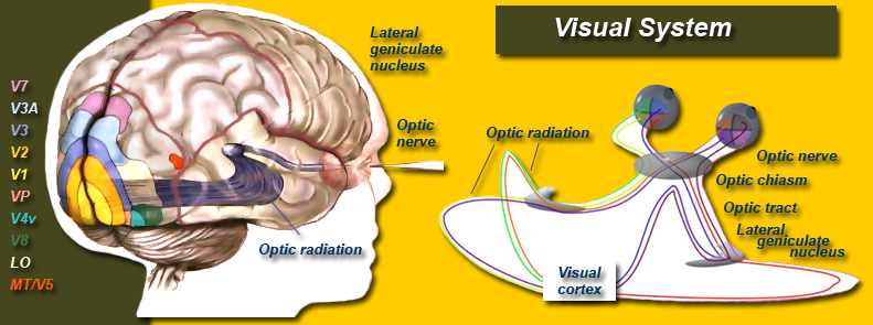 Visual System